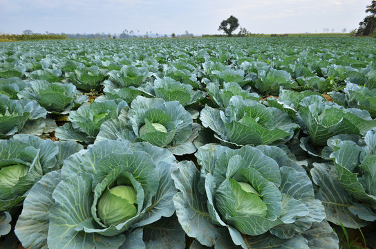 Cabbage planting : 335 581 images, photos de stock, objets 3D et images  vectorielles