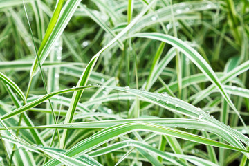 wet green blades of carex morrowii japonica - obrazy, fototapety, plakaty