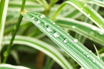 rain drops on green leaves of carex close up - obrazy, fototapety, plakaty