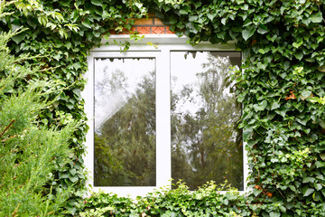 green ivy around new plastic window