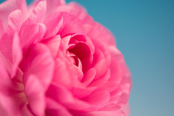 ラナンキュラス