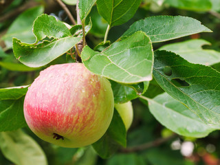 red apple on sprig close up in fruit garden