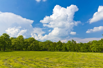 Sunny Summer landscape meadow