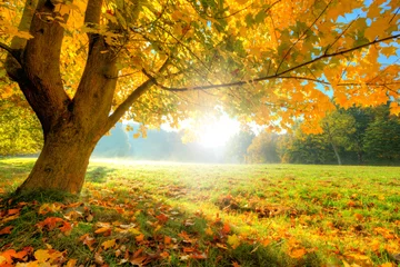 Gordijnen Mooie herfstboom met gevallen droge bladeren © Jag_cz