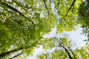 The warm spring sun shining through the canopy of tall beech tre