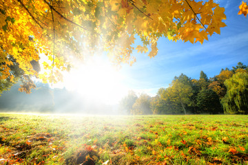 Beautiful autumn tree with fallen dry leaves