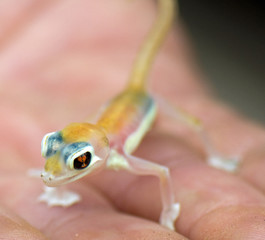 Palmato gecko