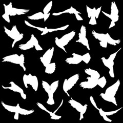 Concept of love or peace. Set of silhouettes of doves. Vector il