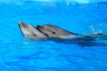 Naklejka premium two dolphins