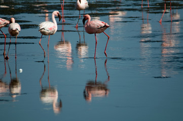 Fototapeta na wymiar Flamingos at Walvis Bay