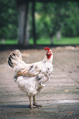 Chickens on traditional free range poultry farm