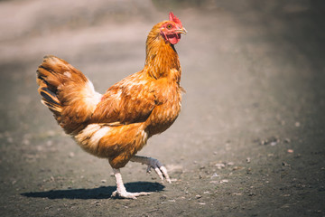 Chickens on traditional free range poultry farm
