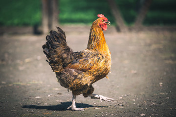 Chickens on traditional free range poultry farm