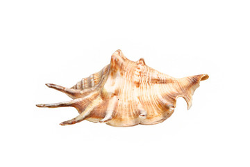 Sea Shell
