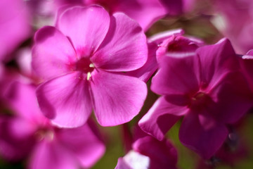 Obraz na płótnie Canvas Pink blooming phlox