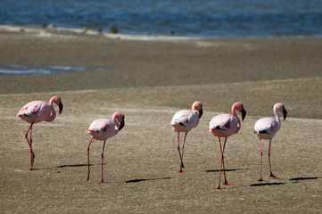 Line of flamingoes