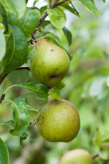 Green pears on a tree