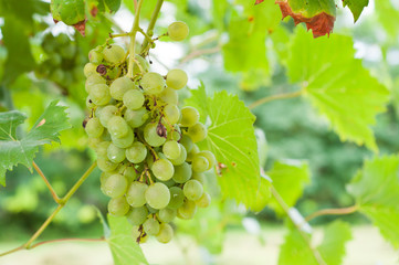 White wine grapes