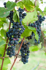 Red wine grapes