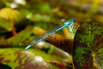 Macro view of blue damselfly (Enallagma cyathigerum)