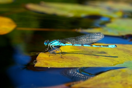 Macro view of blue damselfly (Enallagma cyathigerum)