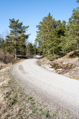 Fototapeta premium country road in forest