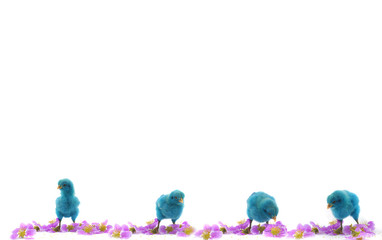 colourful chicks on white background