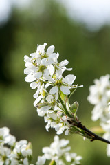 white flowers in the field