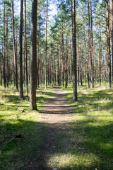 slightly lit road in the forest