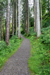 Fototapeta na wymiar Waldweg im Nadelwald
