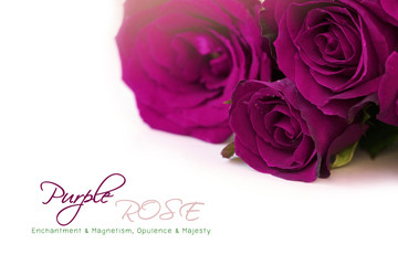 Dark purple roses bouquet with sample text on white background