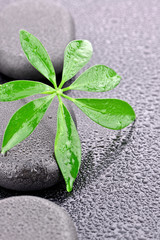 Liść z kamieniami bazaltowymi