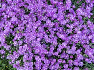 Delosperma Cooperi Purple Flowers