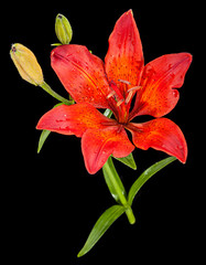 Red lilly flower