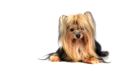 Dog yorkshire terrier isolated on white