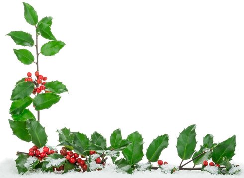 A Christmas corner border frame with holly on white background