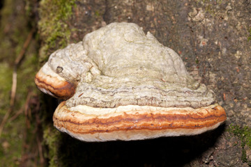 Closeup of tinder fungus on tree trunk
