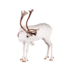 Fototapeta premium Reindeer or caribou, on the white background