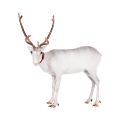 Reindeer or caribou, on the white background