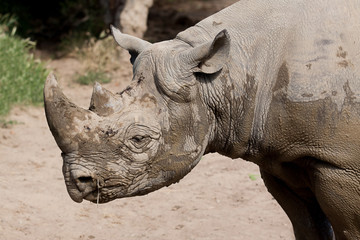 Obraz premium Black Rhino 9016