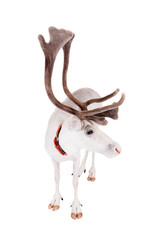 Reindeer or caribou, on the white background