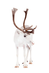 Reindeer or caribou, on the white background