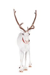 Reindeer or caribou, on the white background