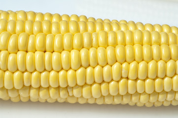 Mais; Zea mays; Maiskoerner;