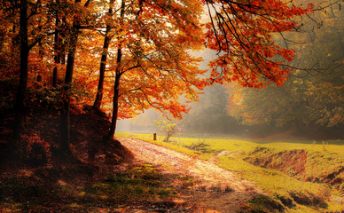 Road along autumn forest