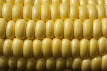 Mais; Zea mays; Maiskoerner;