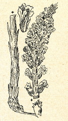Knapweed broomrape (Orobanche elatior)