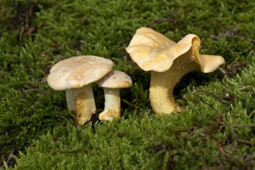 Pfifferlinge, Pfifferling, Eierschwamm, Cantharellus, cibarius,