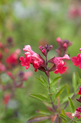 Pfirsichsalbei, Salvia greggii,