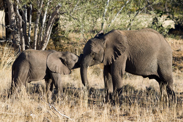 Adult and baby elephant playing